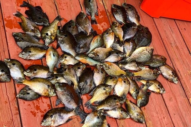 Lake Blackshere fishing