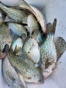 Lake BlackShear Crappie fishing