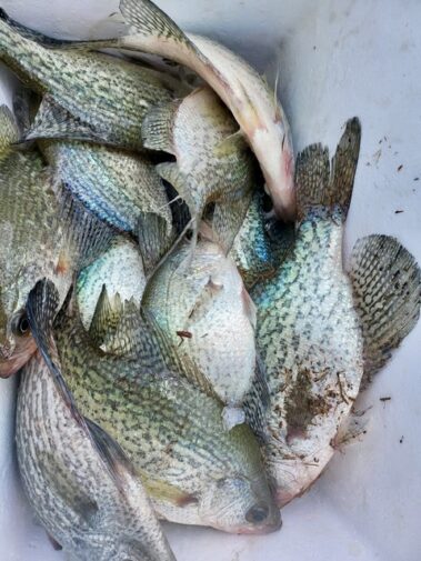 Lake BlackShear Crappie fishing
