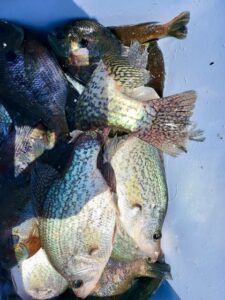 Lake BlackShear Crappie fishing