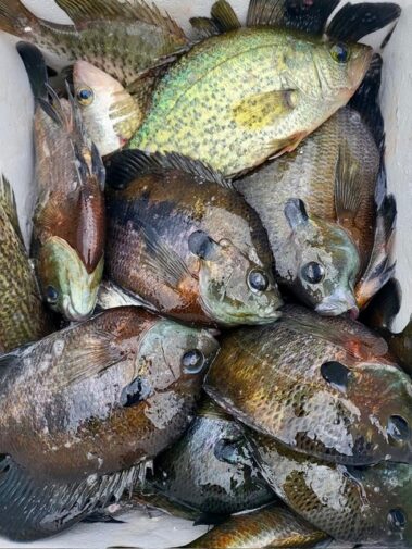 Lake BlackShear Crappie fishing