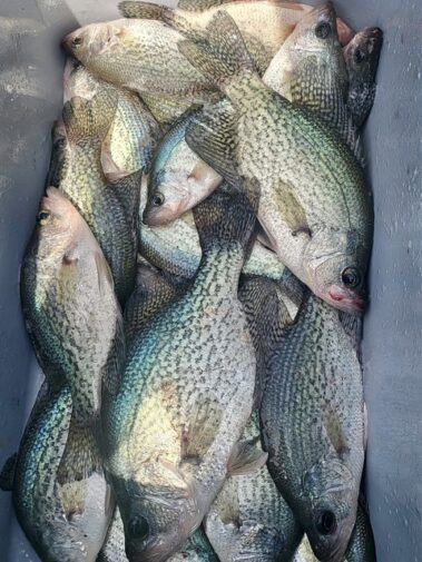 Lake BlackShear Fishing