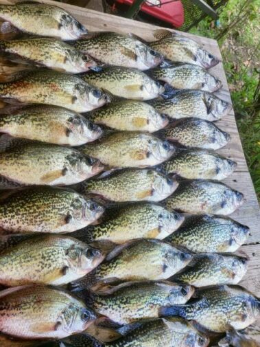 Lake Blackshear Fishing Guide