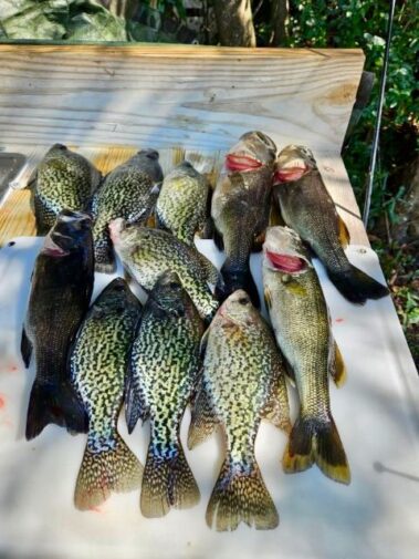 Lake Blackshear Fishing Guide
