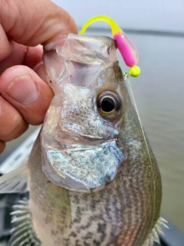 Lake Blackshear Fishing Guide