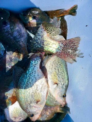 Lake Blackshear Fishing Guide