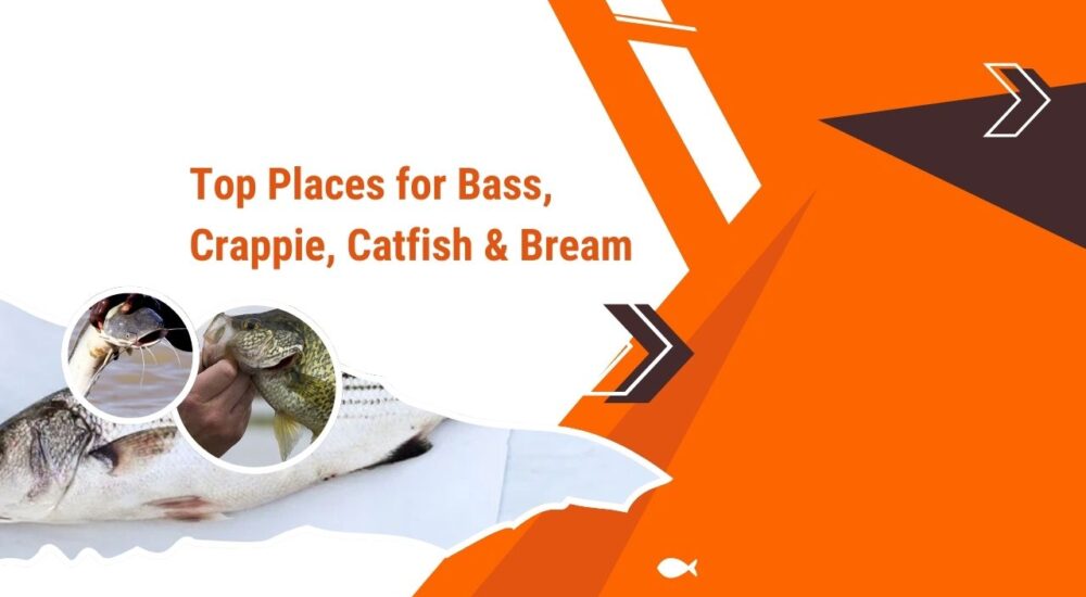 Top Places for Bass, Crappie, Catfish & Bream in Lake Black Shear