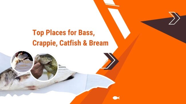 Top Places for Bass, Crappie, Catfish & Bream in Lake Black Shear