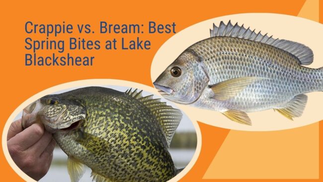 Crappie vs. Bream