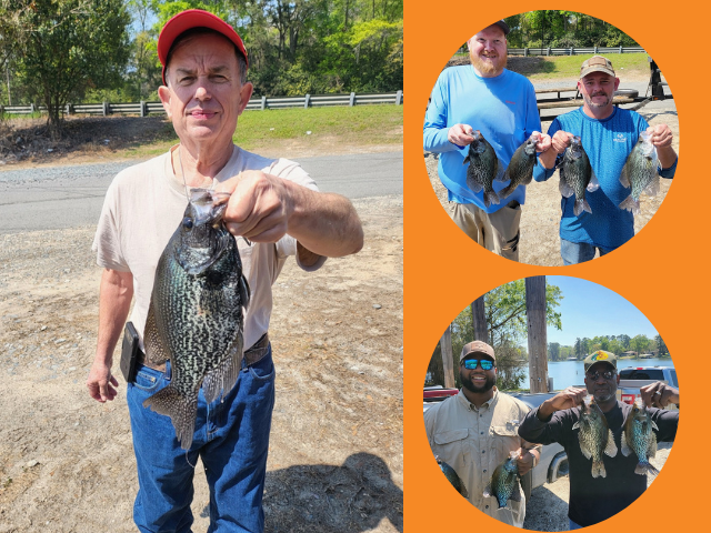 Lake BlackShear Crappie fishing