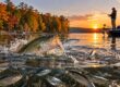 Fall Shad Migration and Lake Blackshear